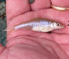 Notropis amplamala