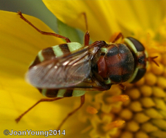 Odontomyia ophrydifera