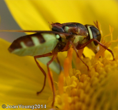 Odontomyia ophrydifera