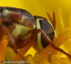 Odontomyia ophrydifera