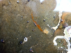 Anthopleura dixoniana