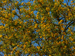 Vachellia farnesiana