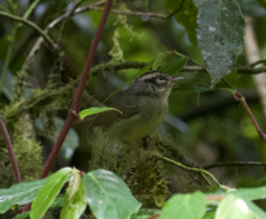 Basileuterus melanotis