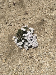 Phlox condensata