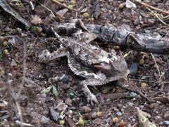 Phrynosoma taurus