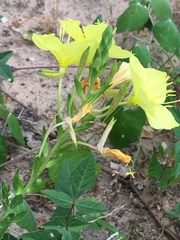 Oenothera rhombipetala