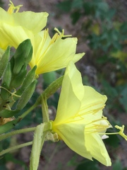 Oenothera rhombipetala