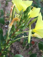 Oenothera rhombipetala