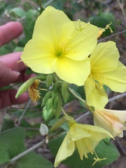 Oenothera rhombipetala