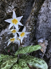 Erythronium shastense