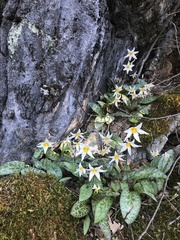 Erythronium shastense