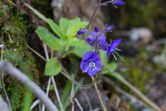 Veronica grandiflora