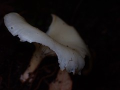 Omphalotus nidiformis