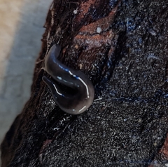 Microplana terrestris