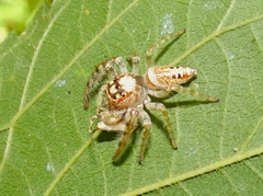 Opisthoncus parcedentatus