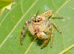 Opisthoncus parcedentatus