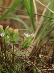 Gentiana tenuissima