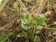 Gentiana tenuissima