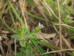 Gentiana tenuissima