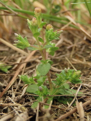 Gentiana tenuissima