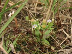 Gentiana tenuissima