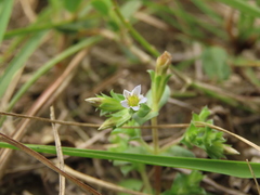 Gentiana tenuissima