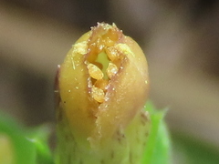 Gentiana tenuissima