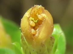 Gentiana tenuissima