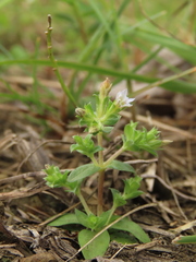 Gentiana tenuissima