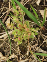 Gentiana tenuissima
