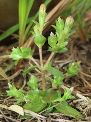 Gentiana tenuissima