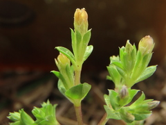 Gentiana tenuissima