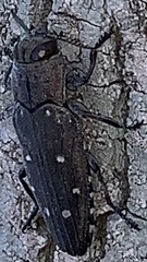 Chrysobothris basalis