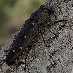 Chrysobothris basalis