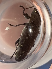 Chrysobothris basalis