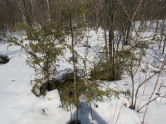Juniperus communis depressa