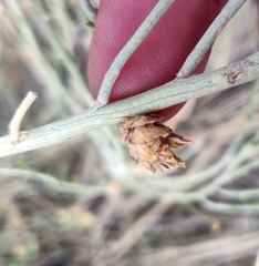 Rhopalomyia ericameriae