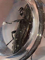 Chrysobothris basalis