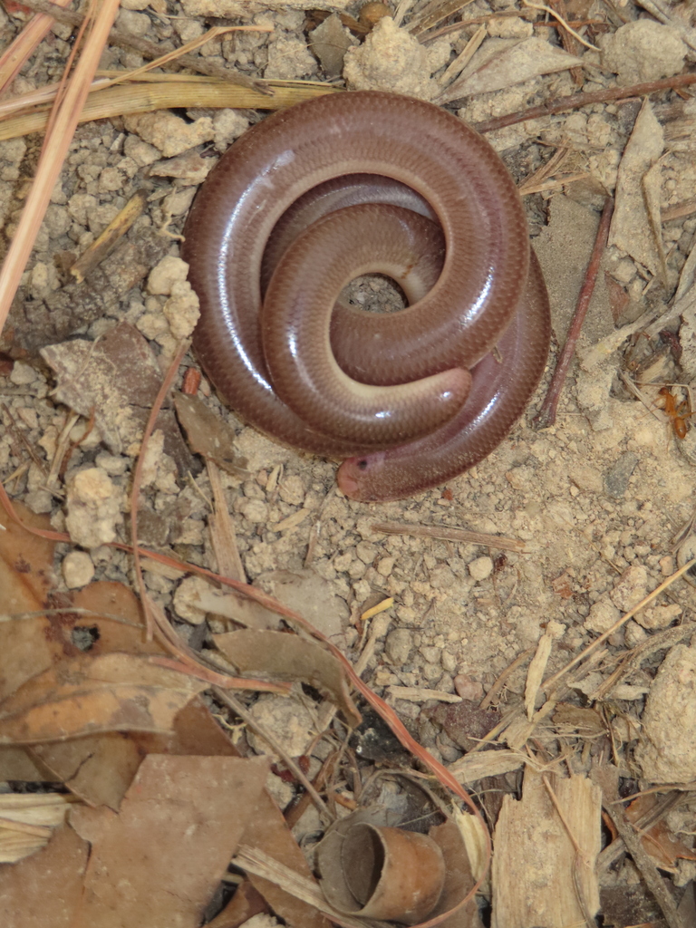 Robust Blind Snake