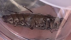 Chrysobothris basalis