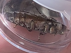 Chrysobothris basalis