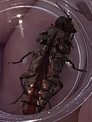 Chrysobothris basalis