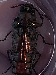 Chrysobothris basalis