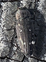 Chrysobothris basalis