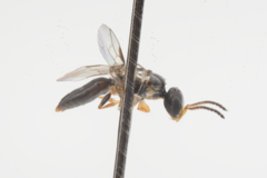 Spilomena