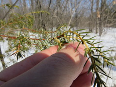 Juniperus communis depressa