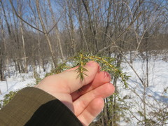 Juniperus communis depressa