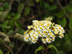 Alloispermum