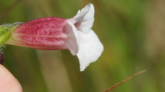 Centranthera cochinchinensis