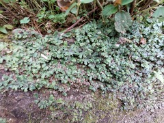 Marchantia emarginata